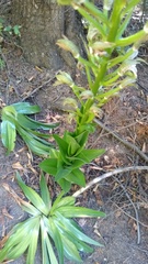 Chloraea cylindrostachya