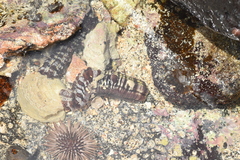 Euapta