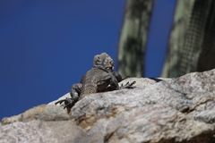 Ctenosaura hemilopha