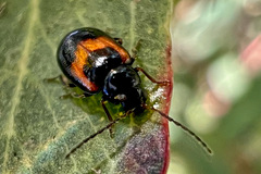 Monolepta minima