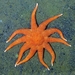 Orange Sun Star - Photo 
National Oceanic and Atmospheric Administration (NOAA)/Olympic Coast National Marine Sanctuary, no known copyright restrictions (public domain)