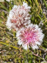 Serruria phylicoides