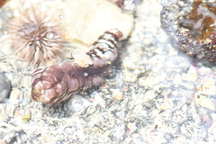 Euapta