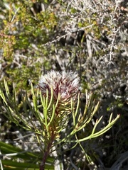 Serruria phylicoides