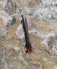 Argia oenea