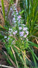 Epacris purpurascens