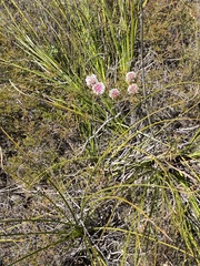 Serruria phylicoides