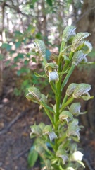 Chloraea cylindrostachya