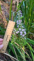 Epacris purpurascens