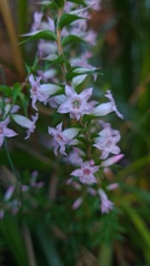 Epacris purpurascens