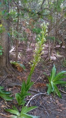 Chloraea cylindrostachya