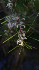 Hakea sericea