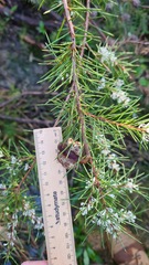 Hakea sericea