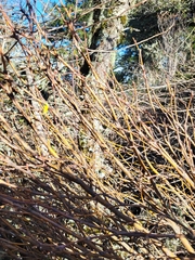 Dirca occidentalis