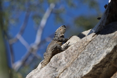 Ctenosaura hemilopha