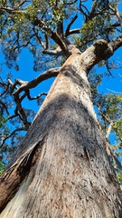 Eucalyptus resinifera