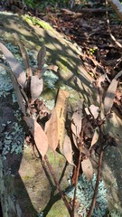 Eucalyptus resinifera