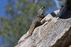 Ctenosaura hemilopha