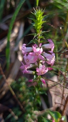 Epacris purpurascens