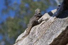 Ctenosaura hemilopha