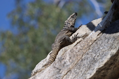Ctenosaura hemilopha