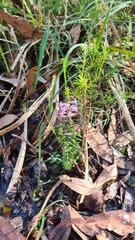 Epacris purpurascens