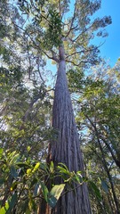 Eucalyptus globoidea