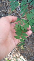 Vicia nigricans