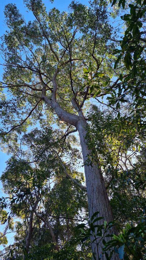 Eucalyptus globoidea botanical reference