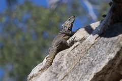 Ctenosaura hemilopha