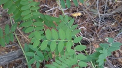 Vicia nigricans