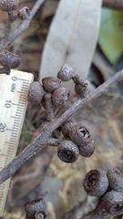 Eucalyptus globoidea