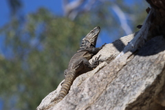 Ctenosaura hemilopha