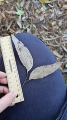 Eucalyptus globoidea