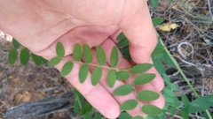 Vicia nigricans