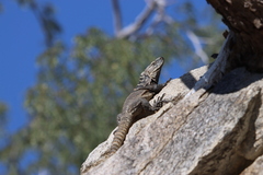 Ctenosaura hemilopha