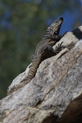 Ctenosaura hemilopha