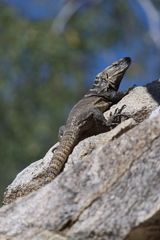 Ctenosaura hemilopha