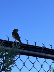 Passer domesticus