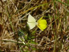 Viola tricolor curtisii