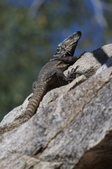 Ctenosaura hemilopha