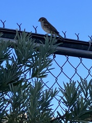 Passer domesticus