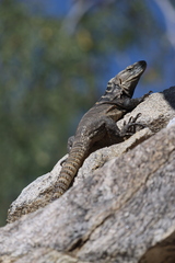 Ctenosaura hemilopha
