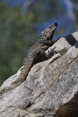 Ctenosaura hemilopha
