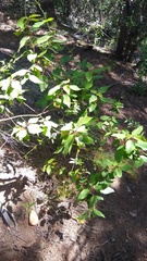 Aristotelia chilensis