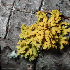 Teloschistaceae