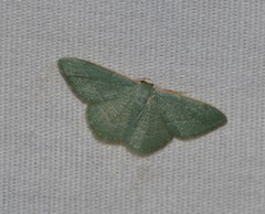 Xerochlora mesotheides