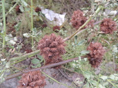 Glycyrrhiza echinata