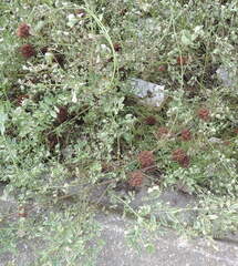 Glycyrrhiza echinata