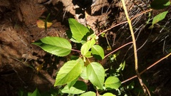 Aristotelia chilensis